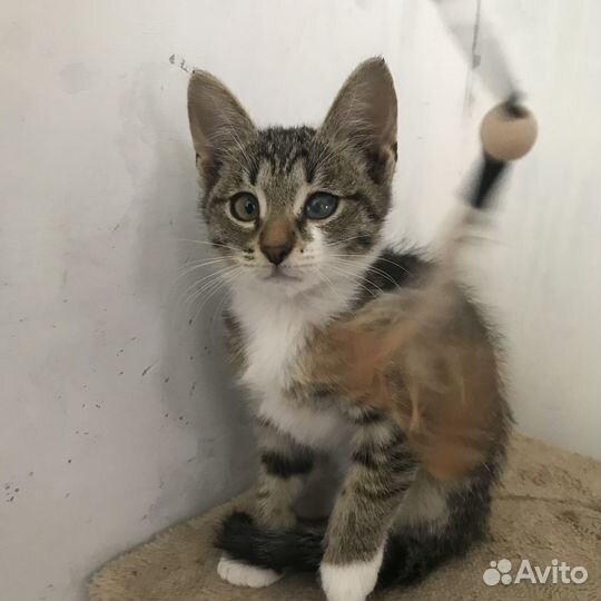 Котята в добрые руки бесплатно