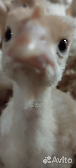 Индюшата хайбрид конвертер