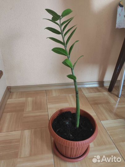 Замиокулькас