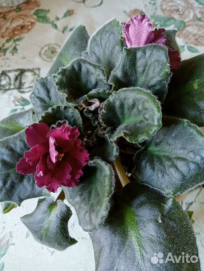 Узамбарская фиалка