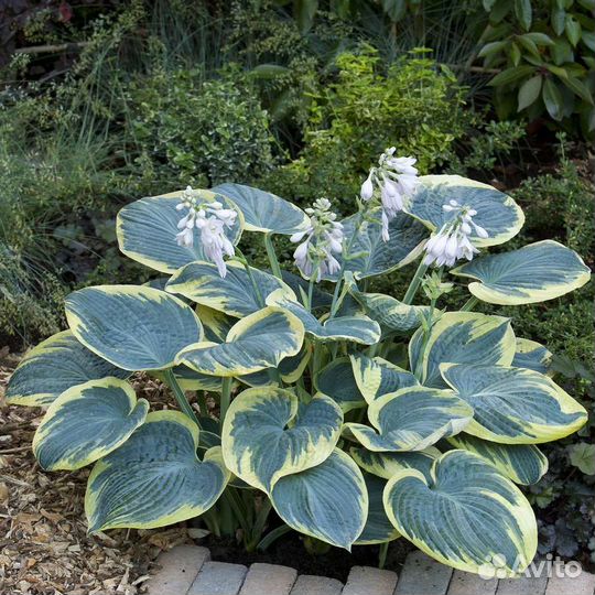 Хоста Шуга Дедди (М)