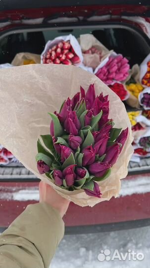 Тюльпаны предзаказ