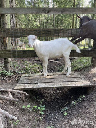 Козел ламанча