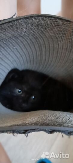 Черный котенок девочка в добрые руки