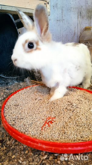 Продам кроликов декоративных