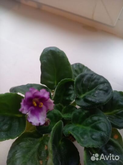 Фиалка в горшках