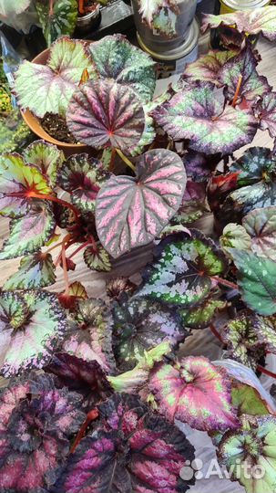 Бегония декоративно лиственная набором