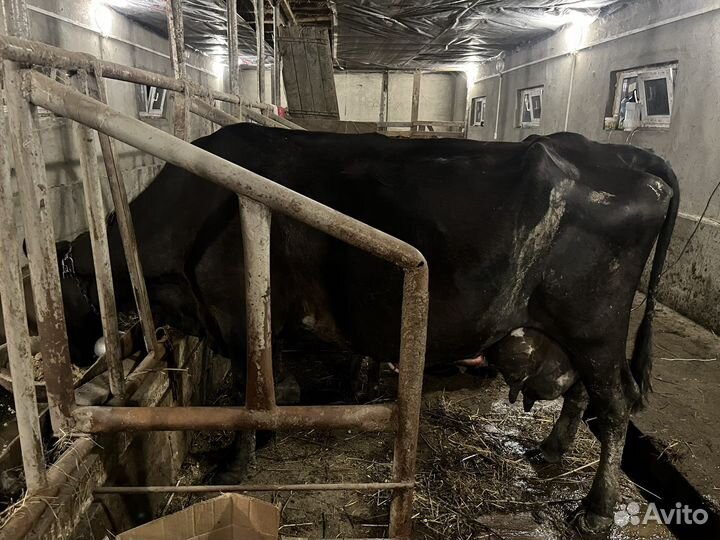Продажа дойных коров