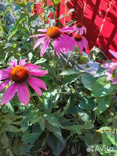 Многолетники для сада