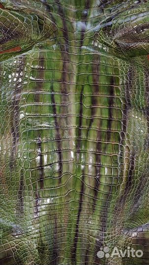 Шкура Аллигатора
