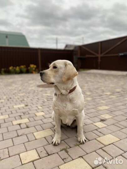 Лабрадор-ретривер