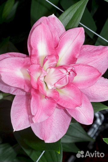 Лилия саженцы Визион