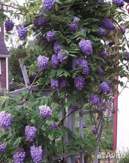 Глициния,кампсисы,кирказон, акебия-лианы для сада