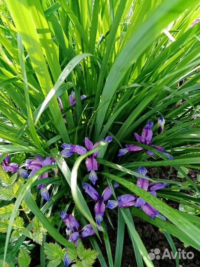 Лилейник 150р,ирисы100,колокольчик100бадан 80