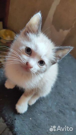 Кошка в дар бесплатно