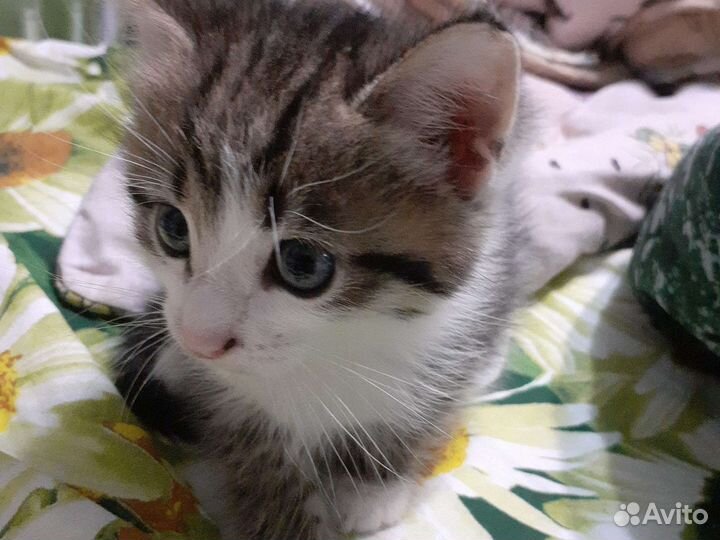 Кошка в дар бесплатно