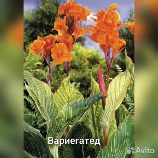 Кана в ассортименте