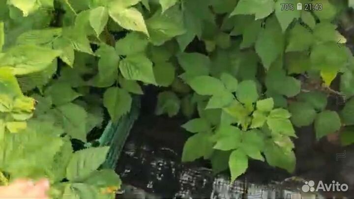 Продаю свое с огорода