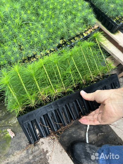 Сеянцы зкс Сосна окс Ель Лиственница Горная