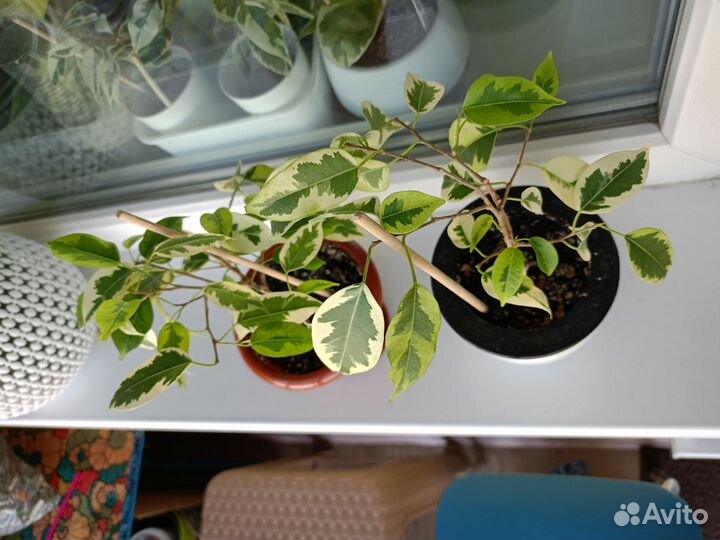 Фикус бенджамина