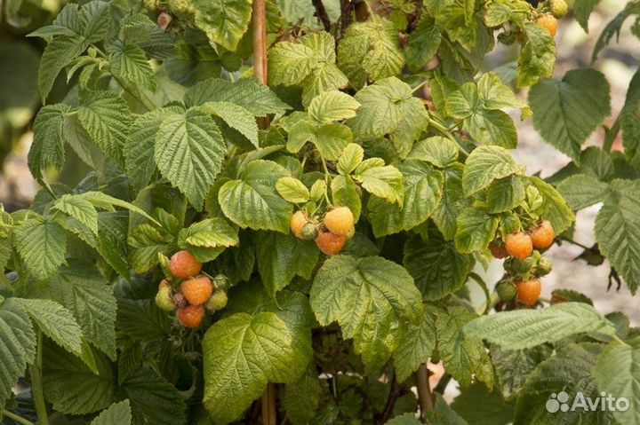 Малина желтая, семена