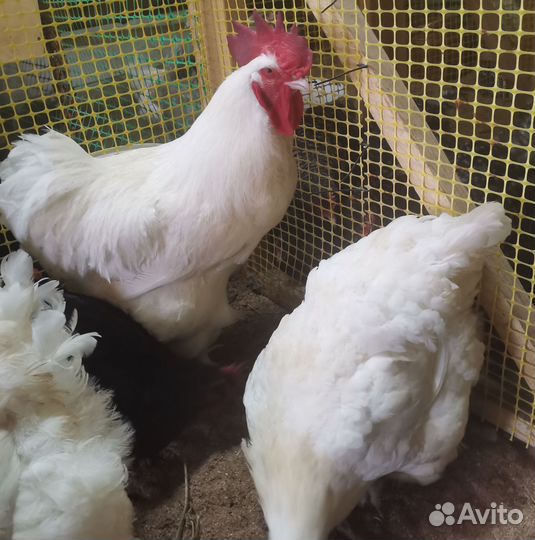 Инкубационное яйцо породистых кур