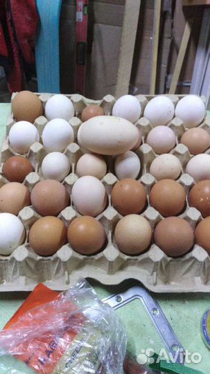 Домашние куриные яйца