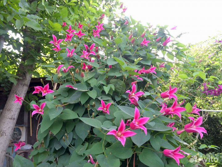 Клематис Принцеса Диана