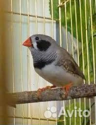 Попугаи амадины