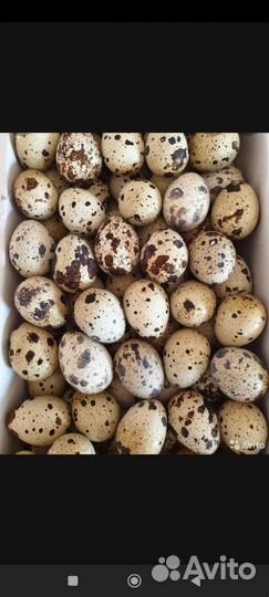 Яйца перепелиные