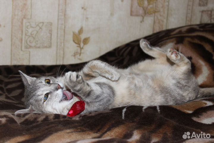 Киса Алиса в добрые руки