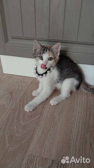 Милая кошечка в дар, помогите пристроить