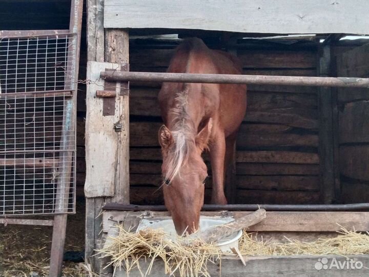 Продажа лошади