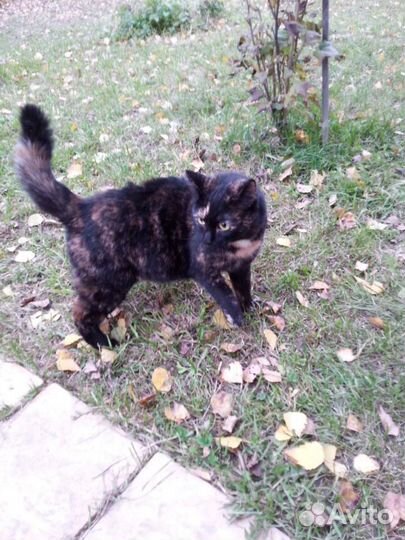 Кошка с прекрасным характером. Стерилизована