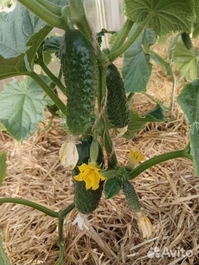 Яйцо для диет питания, дом консервация, овощи с