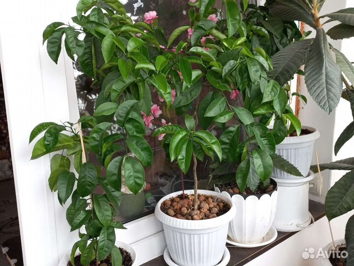 Мандариновое дерево