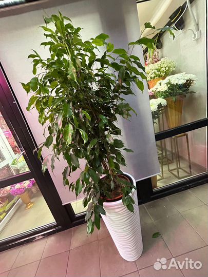 Фикус экзотика 145 см