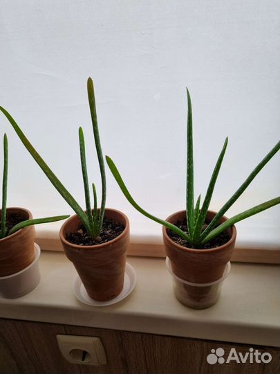 Алоэ домашние растения