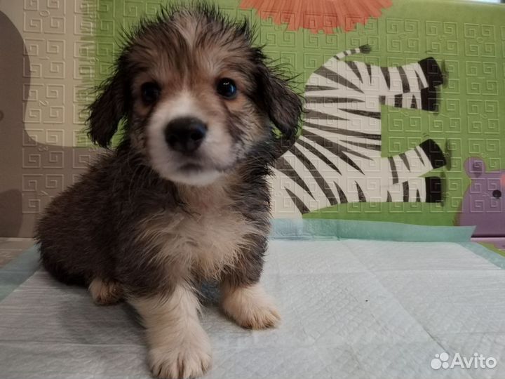 Щенки корги