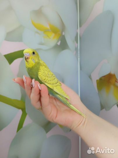 Птенцы волнистый попугай ручные