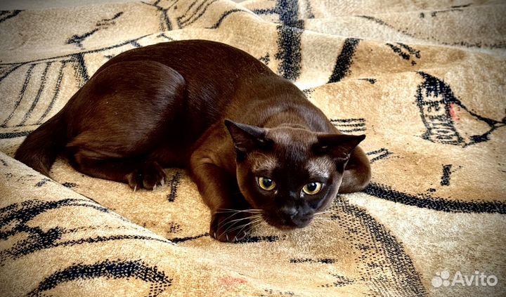 Вязка с котом Бурманской породы. Окрас Соболь