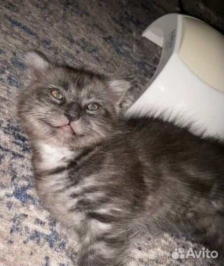 Котята в дар