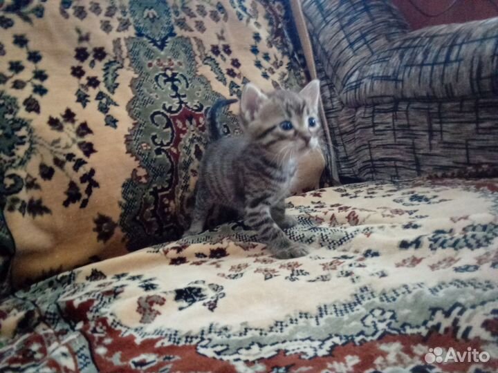 Котята в добрые руки мальчики