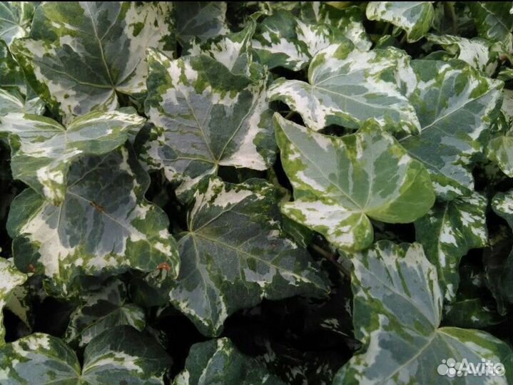 Плющи, лианы, осоки, садовые растения