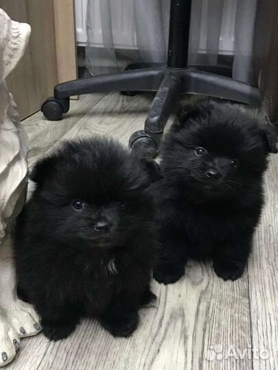 Щенки шпица