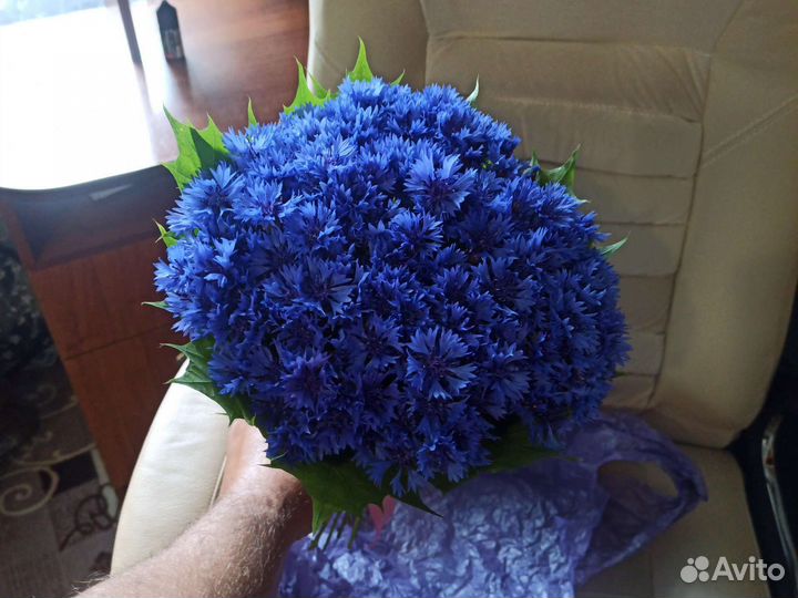 Васильки цветы