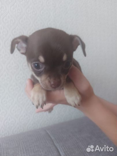 Щенки чихуахуа девочки