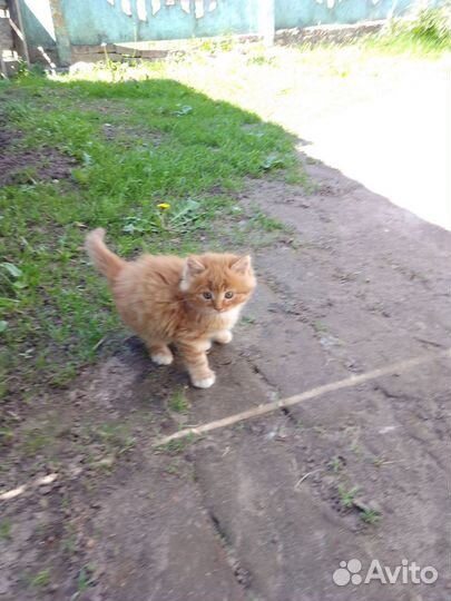 Кошечка мама мейн-кун папа подлец