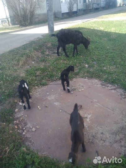 Продам козу Ламанча