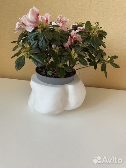 Кашпо для цветов гениталии Давида